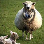 Revelation of the Word: