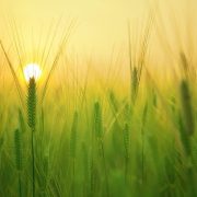 Revelation of the Word: