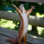 ALL CREATION PRAISE GOD