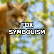 ANALOGY OF FOXES
