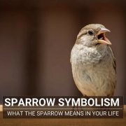 ANALOGY OF SPARROWS