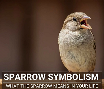 ANALOGY OF SPARROWS