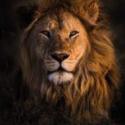 THE LION